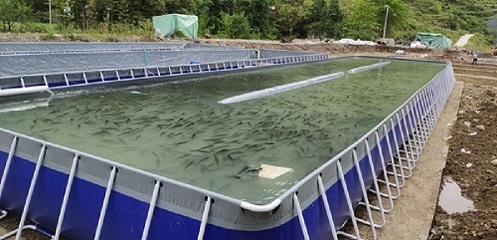 水產(chǎn)養(yǎng)殖疾病防控技術(shù)之疫苗接種 保障水產(chǎn)品健康養(yǎng)殖的關(guān)鍵路徑