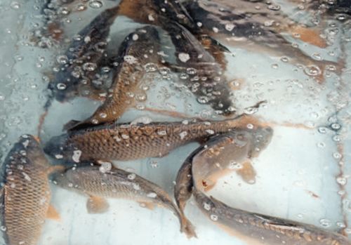 北京朝陽區兩家超市鯉魚、武昌魚檢出孔雀石綠，水產養殖安全敲響警鐘